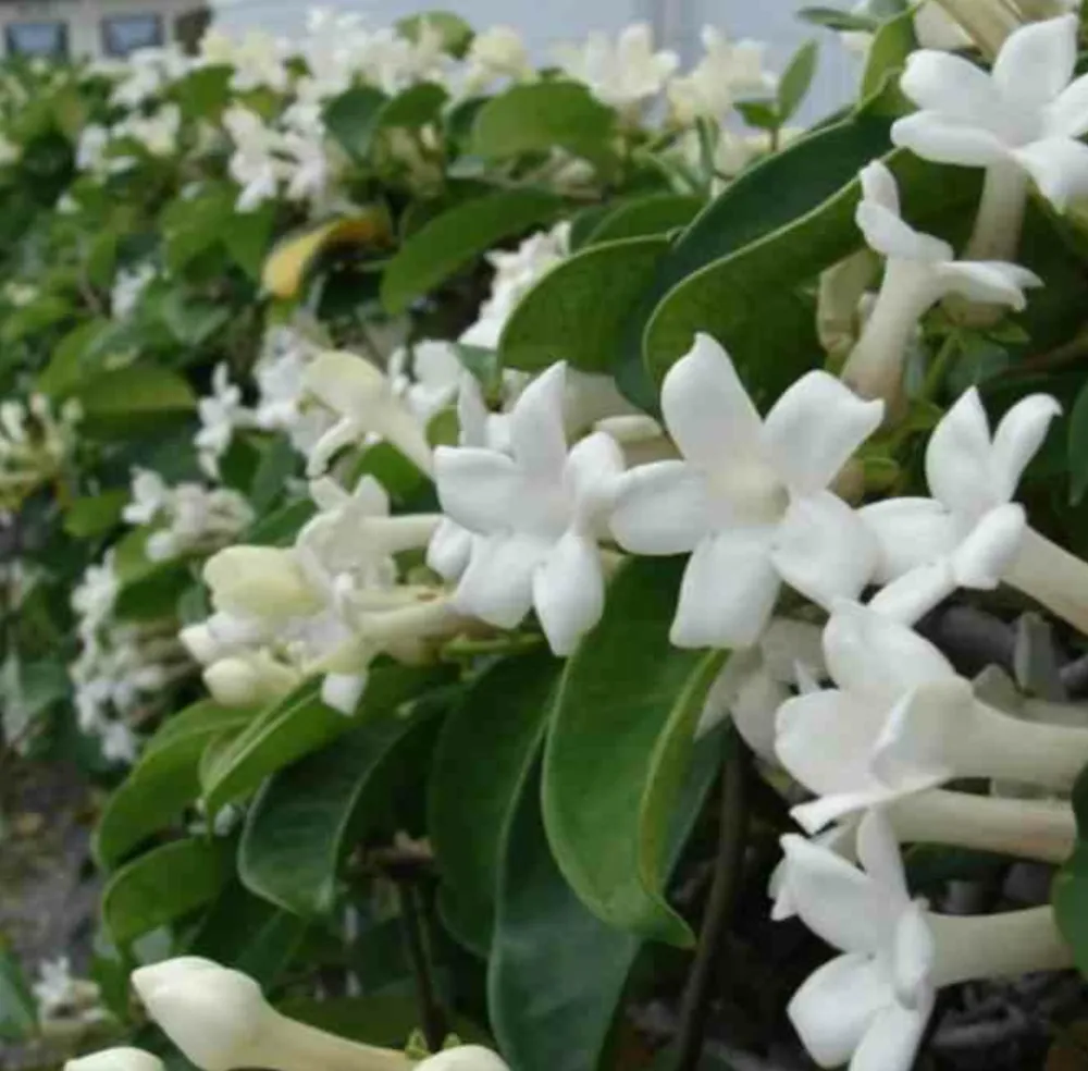 Jardintropic - Stephanotis floribunda (jasmin de madagascar) pot de 2 litres ? 40/60 cm Outlet