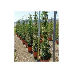 Jardintropic - Stephanotis floribunda (jasmin de madagascar) pot de 2 litres ? 40/60 cm Outlet