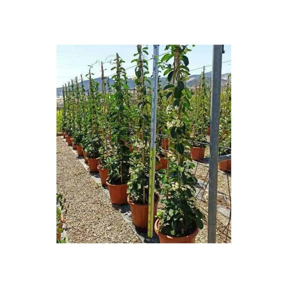 Jardintropic - Stephanotis floribunda (jasmin de madagascar) pot de 2 litres ? 40/60 cm Outlet