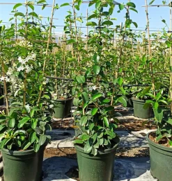 Jardintropic - Stephanotis floribunda (jasmin de madagascar) pot de 2 litres ? 40/60 cm Outlet