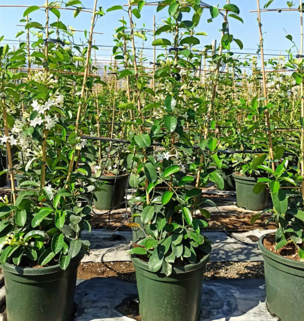 Jardintropic - Stephanotis floribunda (jasmin de madagascar) pot de 2 litres ? 40/60 cm Outlet