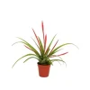Jardintropic - Tillandsia flabellata (tillandsia rouge) pot de 0,7 litre Hot
