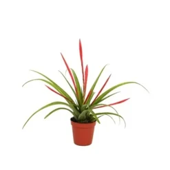 Jardintropic - Tillandsia flabellata (tillandsia rouge) pot de 0,7 litre Hot