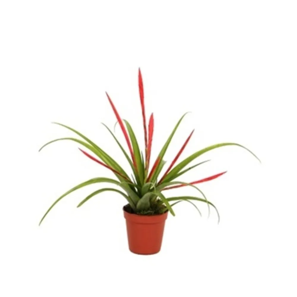 Jardintropic - Tillandsia flabellata (tillandsia rouge) pot de 0,7 litre Hot