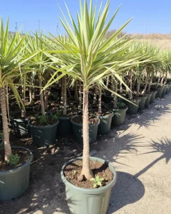 Jardintropic - Yucca elephantipes 'jewel' (yucca pied d'éléphant) pot de 130l 150/175cm Sale