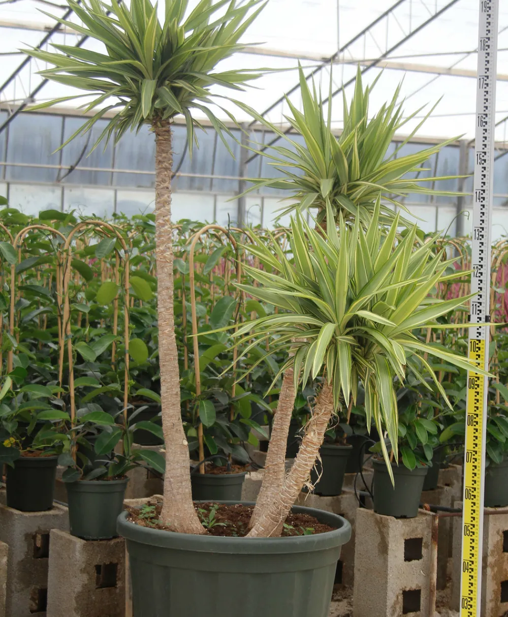 Jardintropic - Yucca elephantipes 'jewel' (yucca pied d'éléphant) pot de 130l 150/175cm Sale