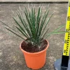 Jardintropic - Yucca filifera (palmier de saint pierre) pot de 8 litres ? 60/80 cm Online