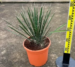 Jardintropic - Yucca filifera (palmier de saint pierre) pot de 8 litres ? 60/80 cm Online