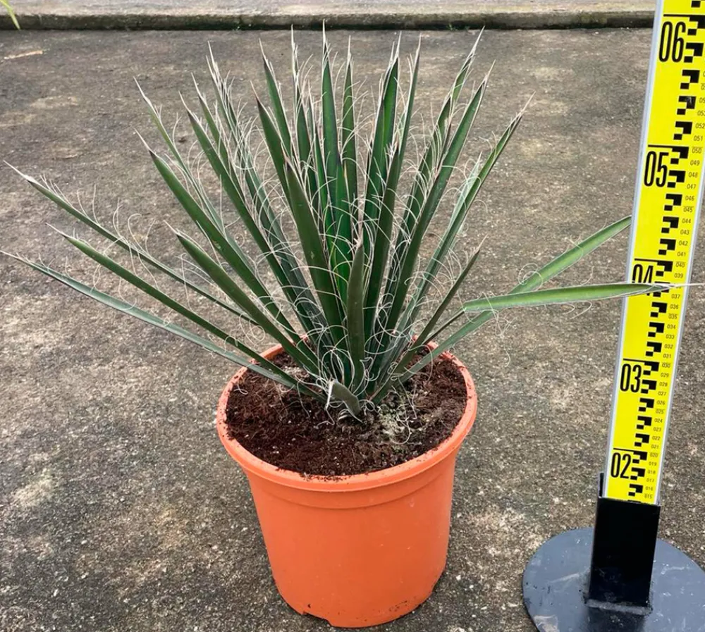 Jardintropic - Yucca filifera (palmier de saint pierre) pot de 8 litres ? 60/80 cm Online