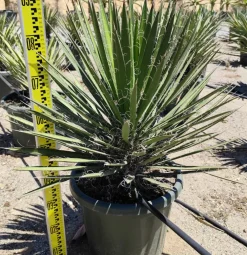 Jardintropic - Yucca filifera (palmier de saint pierre) pot de 25l - 80/100cm Best