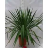 Jardintropic - Yucca gloriosa (dague espagnole) pot de 25l - 80/100cm Clearance