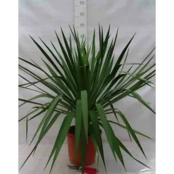 Jardintropic - Yucca gloriosa (dague espagnole) pot de 25l - 80/100cm Clearance