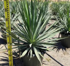 Jardintropic - Yucca gloriosa (dague espagnole) pot de 25l - 80/100cm Clearance