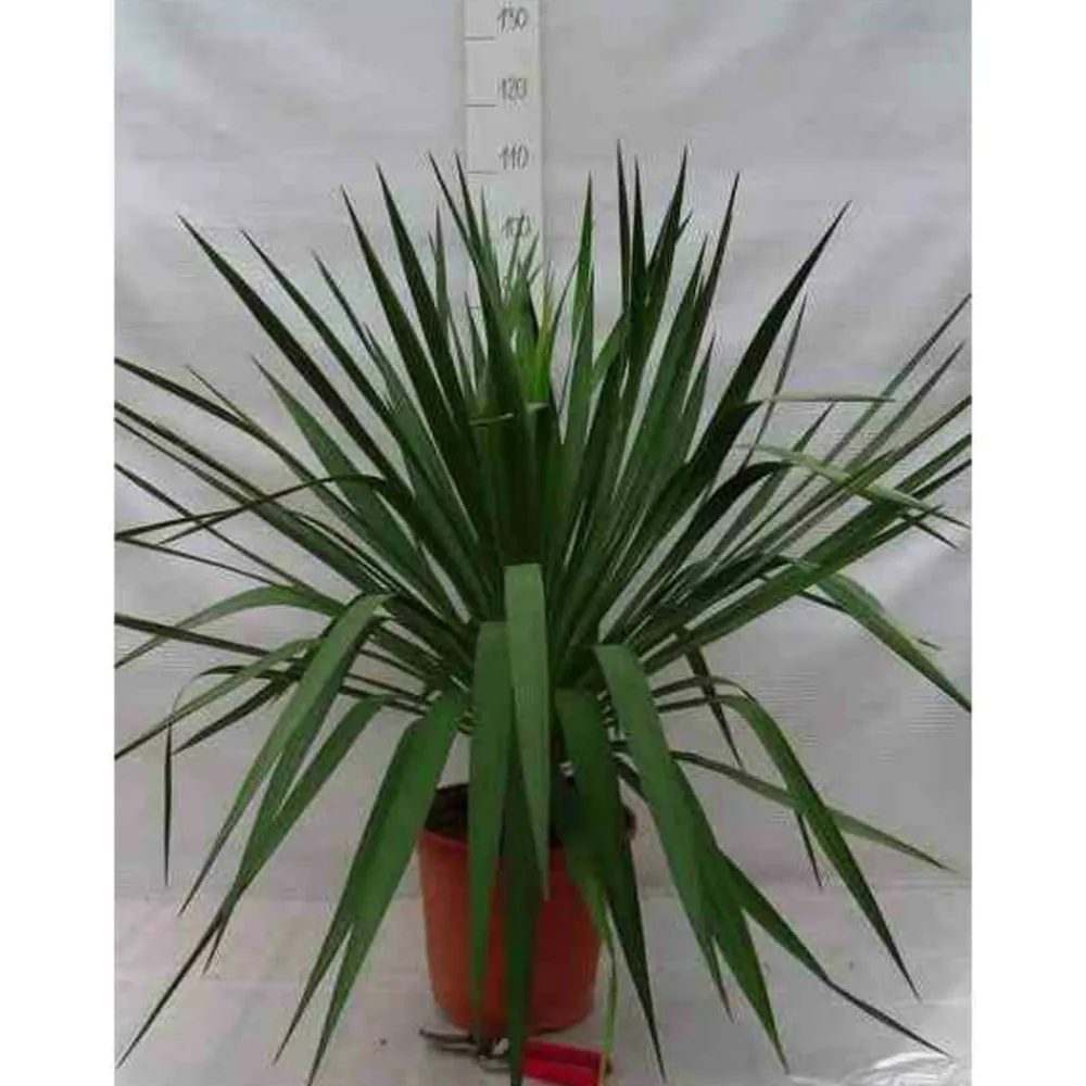 Jardintropic Plantes Méditerranéennes | - Yucca gloriosa (dague espagnole) pot de 110l 100/125cm