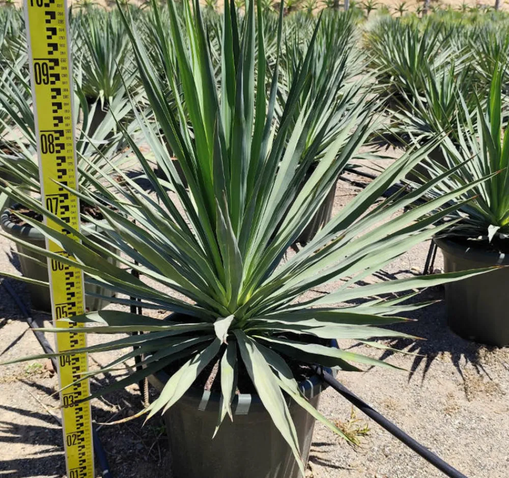 Jardintropic Plantes Méditerranéennes | - Yucca gloriosa (dague espagnole) pot de 110l 100/125cm