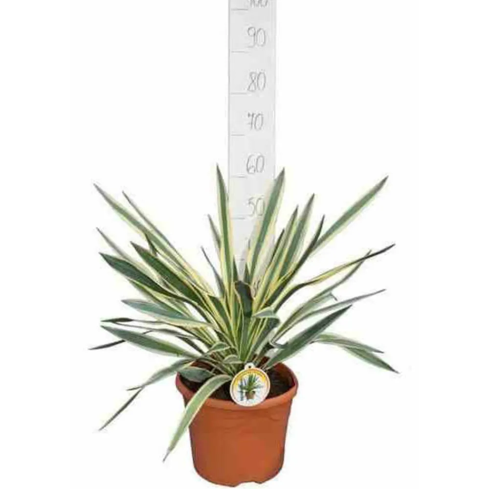 Jardintropic Plantes Méditerranéennes | - Yucca gloriosa variegata (dague espagnole) pot de 110l 100/125cm
