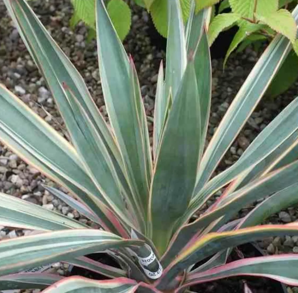 Jardintropic Plantes Méditerranéennes | - Yucca gloriosa variegata (dague espagnole) pot de 110l 100/125cm