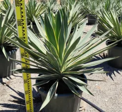 Jardintropic Plantes Méditerranéennes | - Yucca gloriosa variegata (dague espagnole) pot de 110l 100/125cm