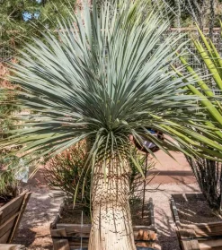 Jardintropic - Yucca rostrata pot de 35l tronc 80/100cm hauteur 150/175cm New