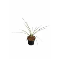 Jardintropic Plantes Méditerranéennes | - Yucca rostrata pot de 35l tronc 60/80cm hauteur 125/150cm