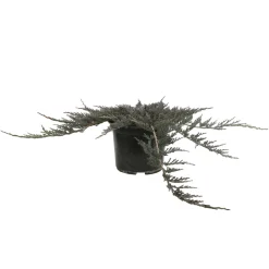 NA Juniperus Blue Chip, Génévrier : pot 3 litres - H. 30/40 cm Best