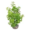 Labeo - Plante artificielle pour aquarium, arbre lentille - H.22cm Discount