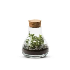 NA Terrariums Et Compositions | Laborantin