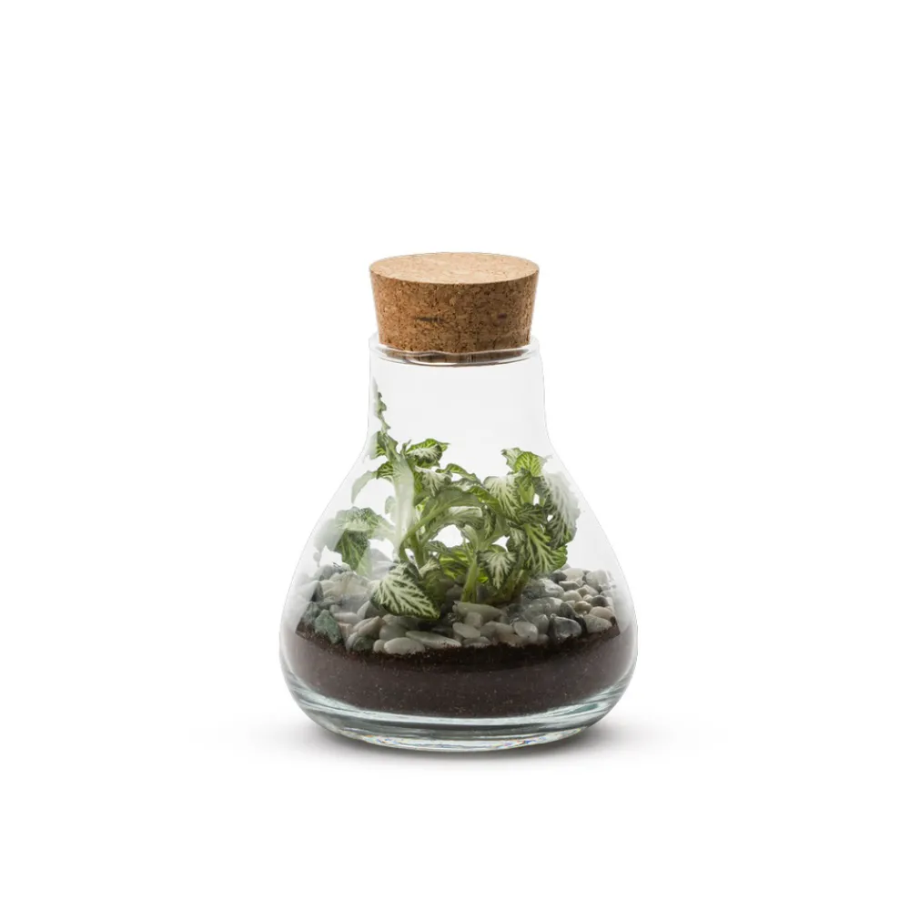 NA Terrariums Et Compositions | Laborantin
