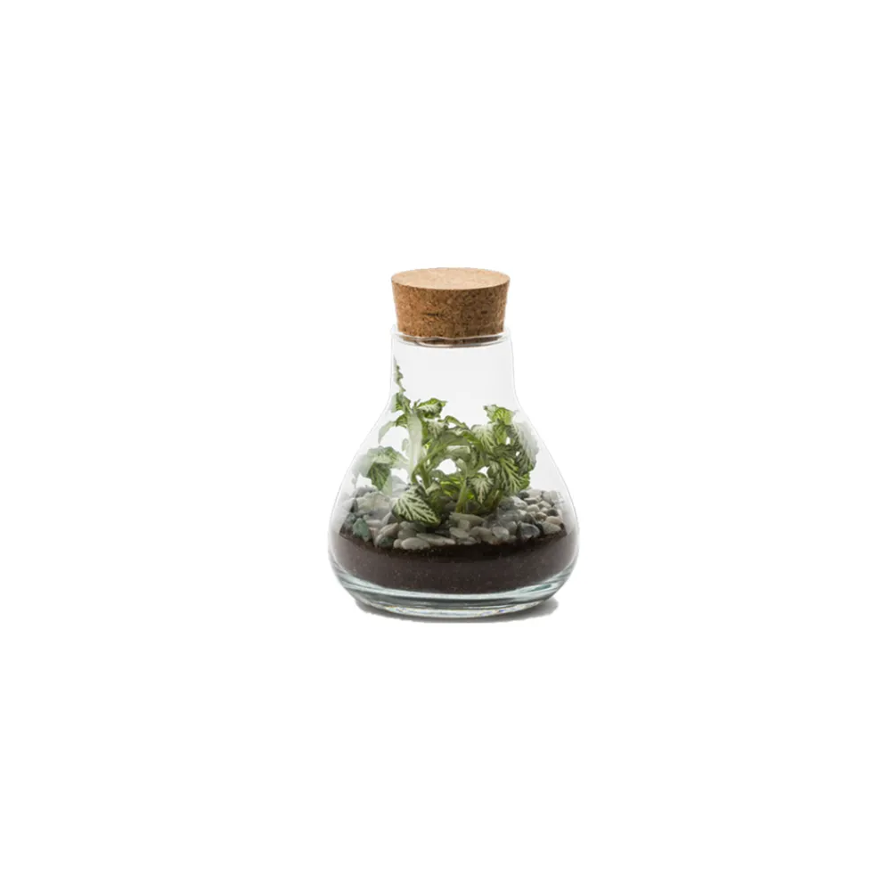 NA Terrariums Et Compositions | Laborantin