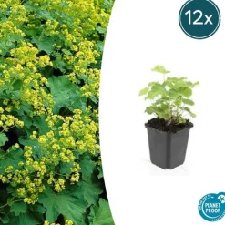 La Green Touch - Alchémille commune x12 – entre 0,75 et 1m2 Discount