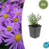 La Green Touch - Aster nain d'automne 'prof. Anton kippenberg' x6 – entre 0,38 et 0,5m2 Sale