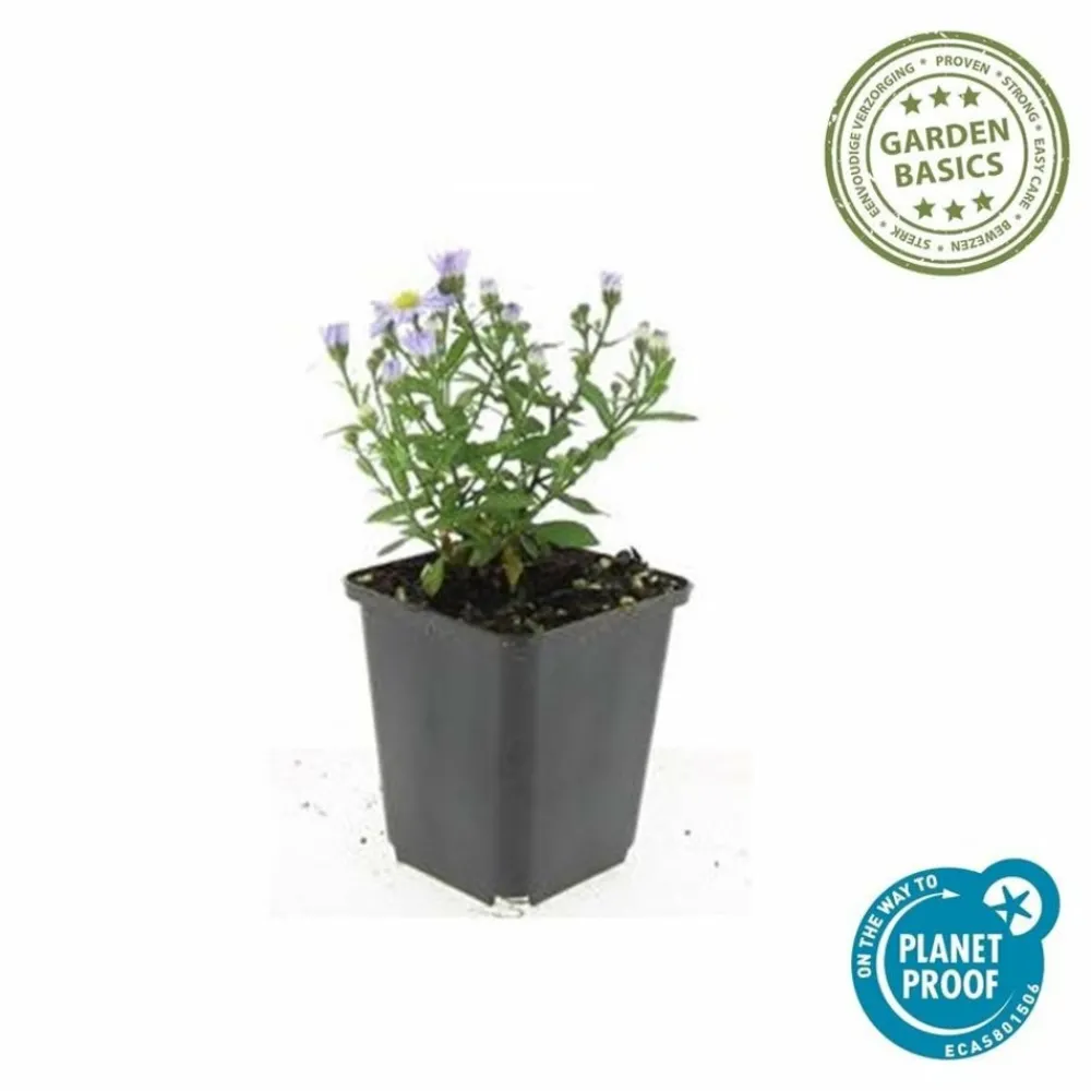 La Green Touch - Aster nain d'automne 'prof. Anton kippenberg' x6 – entre 0,38 et 0,5m2 Sale