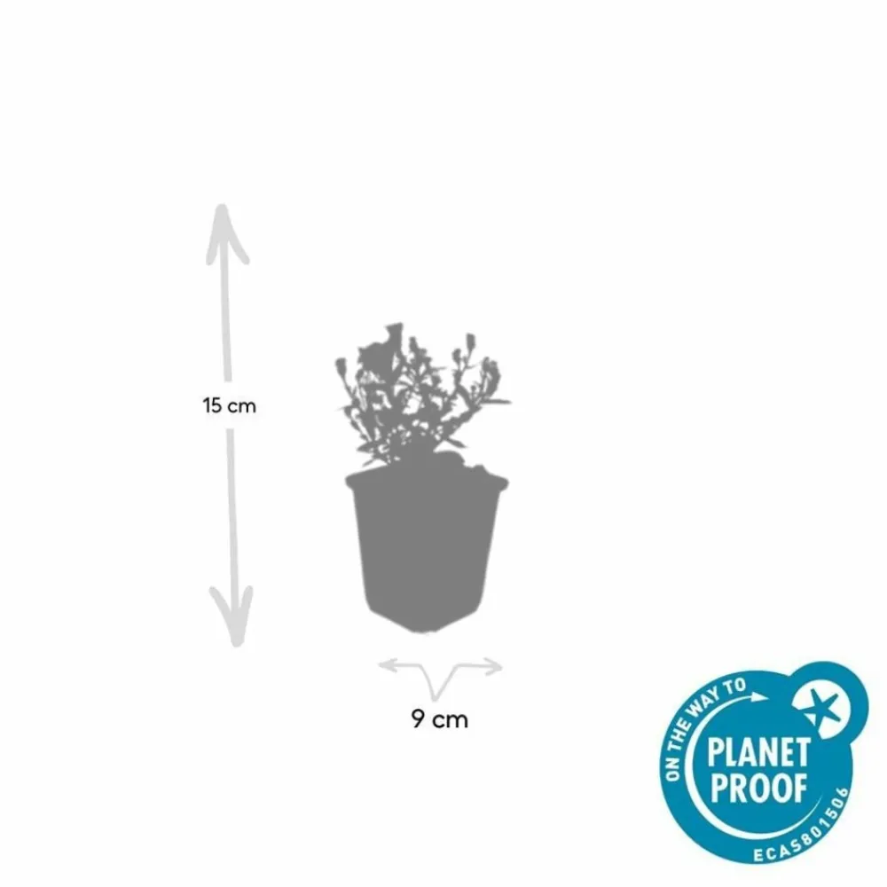 La Green Touch - Aster nain d'automne 'prof. Anton kippenberg' x6 – entre 0,38 et 0,5m2 Sale