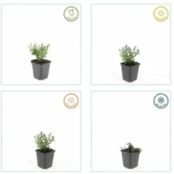 La Green Touch - Aster nain d'automne 'prof. Anton kippenberg' x6 – entre 0,38 et 0,5m2 Sale