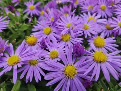La Green Touch - Aster nain d'automne 'prof. Anton kippenberg' x6 – entre 0,38 et 0,5m2 Sale