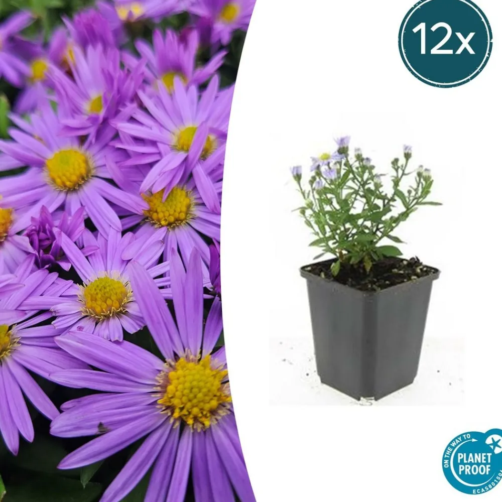 La Green Touch - Aster nain d'automne 'prof. Anton kippenberg' x6 – entre 0,38 et 0,5m2 Sale