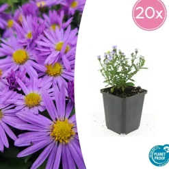 La Green Touch - Aster nain d'automne 'prof. Anton kippenberg' x6 – entre 0,38 et 0,5m2 Sale
