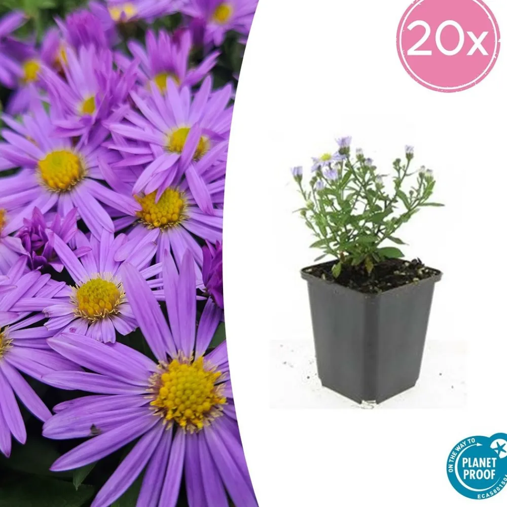 La Green Touch - Aster nain d'automne 'prof. Anton kippenberg' x6 – entre 0,38 et 0,5m2 Sale