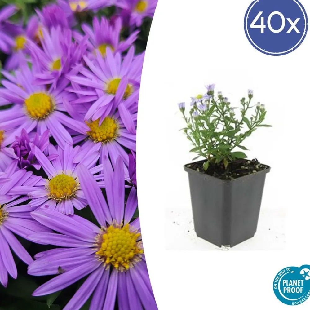 La Green Touch - Aster nain d'automne 'prof. Anton kippenberg' x6 – entre 0,38 et 0,5m2 Sale