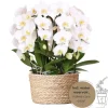 La Green Touch - Bouquet d'orchidées blanches en panier avec réservoir d'eau 55cm - plante d'intérieur New