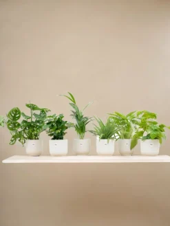 La Green Touch - Box surprise 6 plantes+ cache-pot - hauteur 30cm Sale