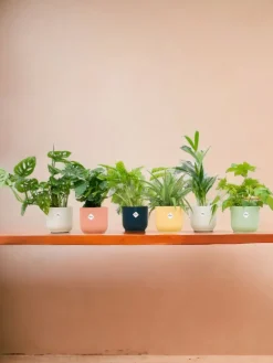 La Green Touch - Box surprise 6 plantes+ cache-pot - hauteur 30cm Discount