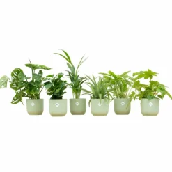 La Green Touch - Box surprise 6 plantes+ cache-pot - hauteur 30cm