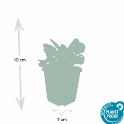 La Green Touch - Bugle rampant 'burgundy glow' x40 – entre 2,5 et 3,33m2