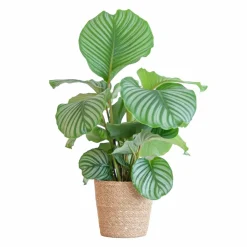 La Green Touch - Calathea orbifolia et son pot panier naturel - hauteur 65cm Best