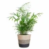La Green Touch - Chamadorea elegans et son pot panier multicolor - hauteur 55cm