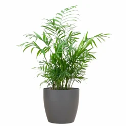 La Green Touch - Chamadorea elegans et son pot gris - hauteur 55cm New