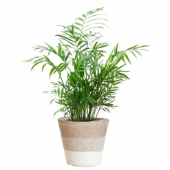La Green Touch - Chamadorea elegans et son pot panier blanc - hauteur 55cm Best