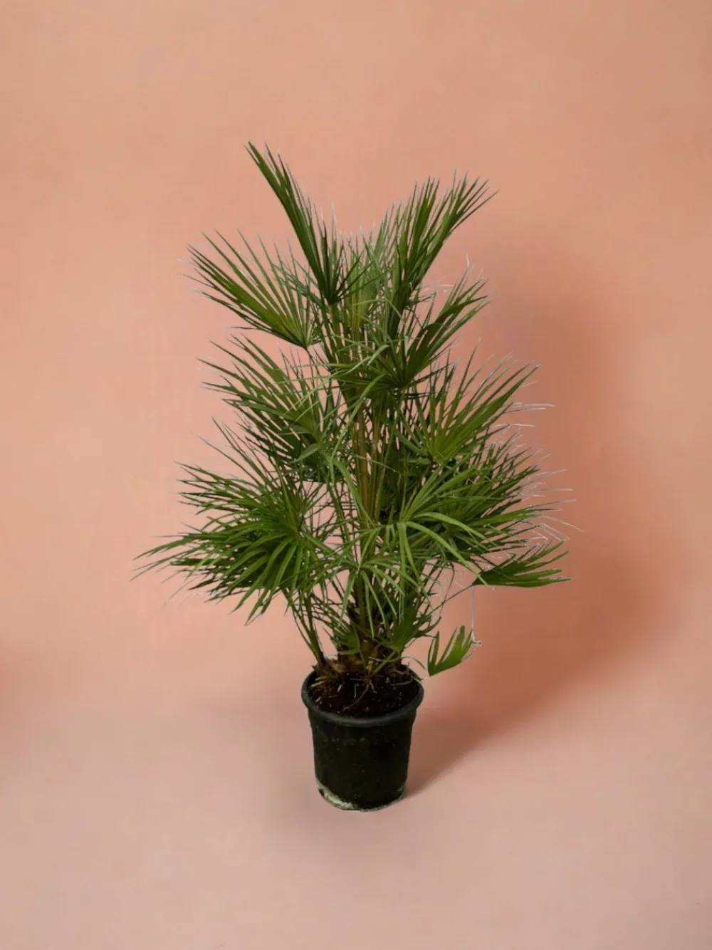 La Green Touch - Chamaerops humilis 130cm - plante d'intérieur
