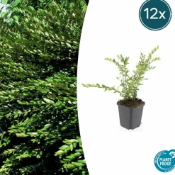 La Green Touch - Chèvrefeuille à cupule 'purple pearl' x12 – entre 0,75 et 1m2 Clearance